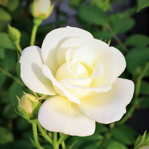 oc (\̔) yVg[hD}Xobnz 2N劔c 4 iNC~O[Y oj