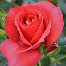 バラ苗 (予約販売) 【ホットココア】 2年大株苗 4号鉢 （フロリバンダローズ）