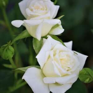 oc (\̔) yzCgtBM[z 2N劔c 4 i~j`A[Y ~joj