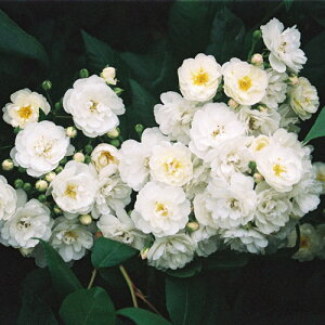 oc (\̔) y[e[z 2N劔c 4 iNC~O[Y oj