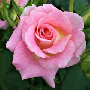 oc (\̔) yG~Iz 2N劔c 4 ito_[Yj