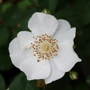 oc (\̔) yNTeBbyz 2N劔c 4 iNC~O[Y oj