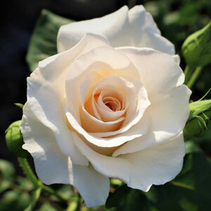 oc (\̔) yt`[X z 2N劔c 4 ito_[Yj