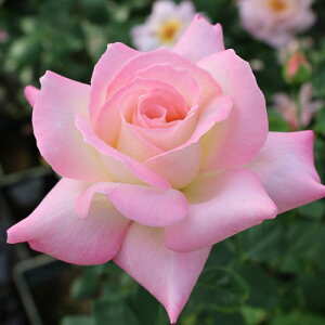 oc (\̔) yT[JXz 2N劔c 4 ito_[Yj