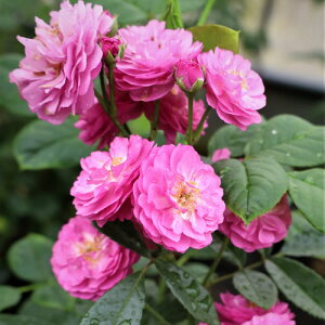 oc (\̔) yGNZctHV[xgz 2N劔c 4 iNC~O[Y oj