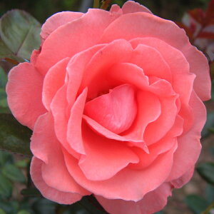 oc (\̔) yB[jAz 2N劔c 4 iNC~O[Y oj