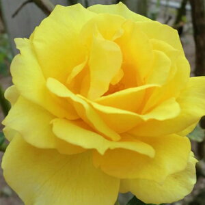 oc (\̔) yCLS[hoj[z 2N劔c 4 iNC~O[Y oj