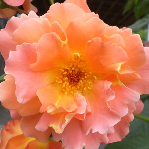 oc (\̔) yEGX^[hz 2N劔c 4 iNC~O[Y oj