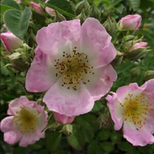 oc (\̔) yL[u[z 2N劔c 4 iNC~O[Y oj