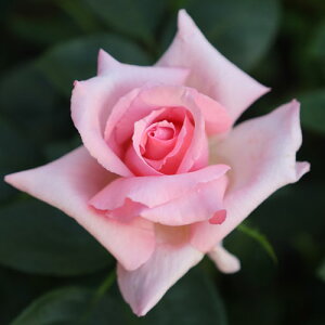 oc (\̔) yRpbVz 2N劔c 4 iNC~O[Y oj