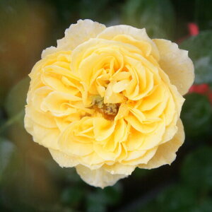 oc (\̔) y``Ii`[`Ijz 2N劔c 4 inCubheB[[Y ֒j