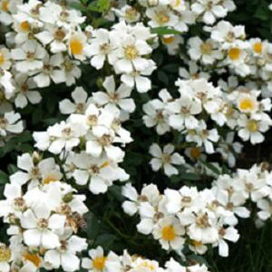 oc (\̔) yzCgXvCz 2N劔c 4 iNC~O[Y oj