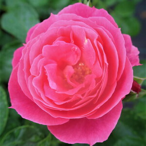 oc (\̔) yCCz 2N劔c 4 ito_[Y ֖ؗj