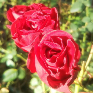 oc (\̔) ybhsmLIz 2N劔c 4 ito_[Y ֖ؗj