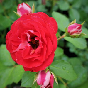 oc (\̔) yW[WEhhXeCz 2N劔c 4 ito_[Y ֖ؗj