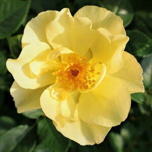 oc (\̔) yS[hXpbcz 2N劔c 4 iNC~O[Y oj