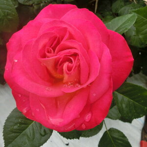 oc (\̔) yRtz 2N劔c 4 inCubheB[[Y ֒j