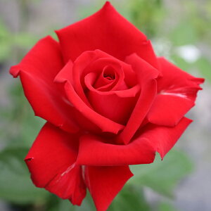 oc (\̔) yOfA[z 2N劔c 4 iNC~O[Y oj