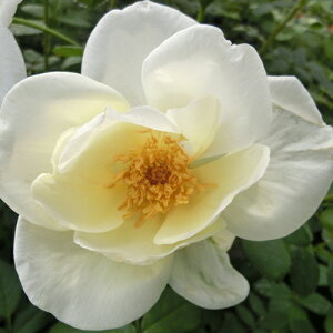 oc (\̔) yt[OXS[hz 2N劔c 4 iNC~O[Y oj