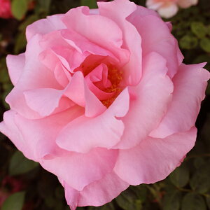 oc (\̔) yJiz 2N劔c 4 inCubheB[[Yj