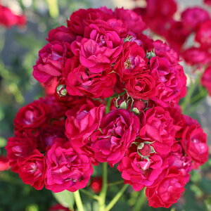 oc (\̔) yyjAh~mz 2N劔c 4 iNC~O[Y oj