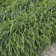 緑肥 種 【 まめむぎマルチ2】 1kg ( 緑肥の種 )