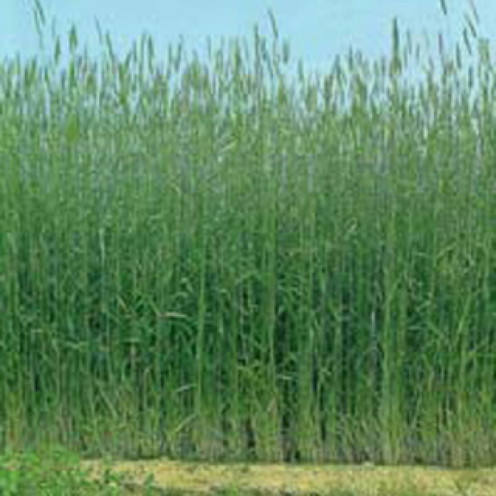 楽天市場 緑肥 牧草 種 ライ麦 ライ太郎 種子 1kg 種 野菜 野菜種子 野菜種 菜園くらぶ 家庭菜園の専門店