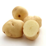 じゃがいも 種芋 【予約】 【 西豊 2kg 入り】[ 馬鈴薯 ばれいしょ 種イモ 栽培 販売] 秋じゃがいも 秋ジ…