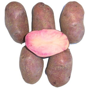 ���Ⴊ���� ��� �y�\��z �y �V���C�j�[���r�[ 500g ����z[�n�鏒 �΂ꂢ���� ��C�� �͔| �̔�] PVP �i��o�^�o�蒆(�o�薼�F�V���C�j�[���r�[ )�o��ԍ��F��35303���C�O���o�֎~ (����(�_��