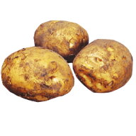 じゃがいも 種芋 【予約】 【 デジマ （出島） 2kg 入り】[ 馬鈴薯 ばれいしょ 種イモ 秋じゃがいも 秋ジ…
