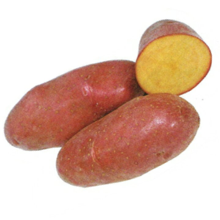 楽天市場 じゃがいも 種芋 予約 シェリー 1kg 入り 馬鈴薯 ばれいしょ 種イモ 栽培 販売 菜園くらぶ 家庭菜園の専門店