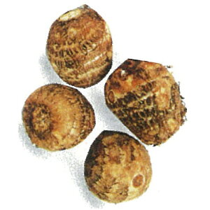 �����i���Ƃ����j ���Y �y���m�����z ��� 1kg�i15�`20����j[ �T�g�C�� �^�l�C�� �͔| �ʔ� �̔� ]