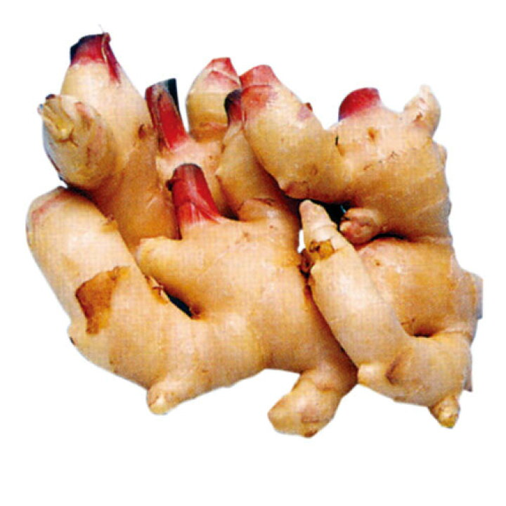 楽天市場 しょうが 大生姜 お多福 種芋 1kg ショウガ しょうが 栽培 通販 販売 菜園くらぶ 家庭菜園の専門店