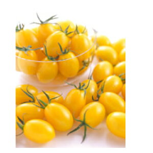 �~�j�g�}�g �� �y�C�G���[�A�C�R ����z ���� �i �� ��� ��؎�q ��؎� �j ��