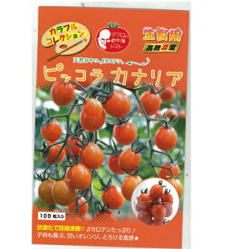 トマト 種 【ピッコラカナリア】 100粒 （ 種 野菜 野菜種子 野菜種 ）