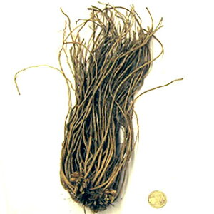 アスパラガス 苗の人気商品 通販 価格比較 価格 Com