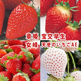 楽天市場 白 いちご 苗の通販