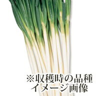 ねぎ苗 【石倉ネギ 1束（約25〜40本）】 [ 葱苗 販売 野菜苗 家庭菜園 ]