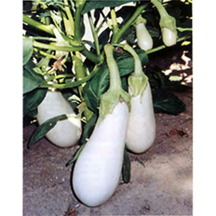 楽天市場 ナス苗 白茄子 苗 4本セット 予約販売 茄子 なす 家庭菜園 野菜 苗 通販 野菜苗 販売 菜園くらぶ 家庭菜園の専門店