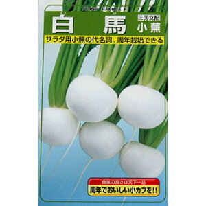 カブ 種 【 白馬小蕪 】 種子 小袋(約3ml) ( 種 野菜 野菜種子 野菜種 )
