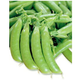 スナップエンドウ 種 【ホルンスナック】 小袋 （ 種 野菜 野菜種子 野菜種 ）