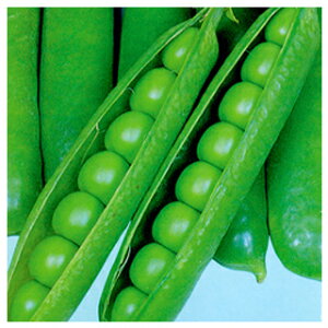 実取エンドウ 種 【グリーンパワー】 小袋 ( 種 野菜 野菜種子 野菜種 )