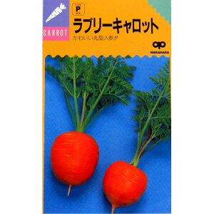 ɂ񂶂  y u[Lbg z q 2dl i   ؎q ؎ j