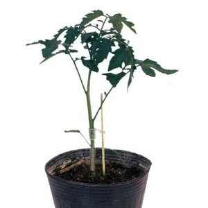 g}gp  yg}g ׁz 1,000 i   ؎q ؎ j