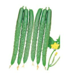 イ  yĂ񂲁z 20ml i   ؎q ؎ j