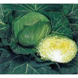 �L���x�c �� �y �P�� �z ����(DF 1.1ml) ( �L���x�c�̎� )