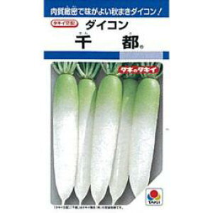大根 種 【 千都 】 小袋(DF 9ml) ( 大根の種 )