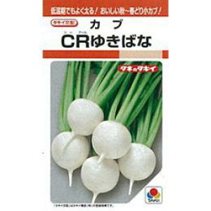 カブ 種 【 CRゆきばな 】 小袋(RF 3ml) ( カブの種 )