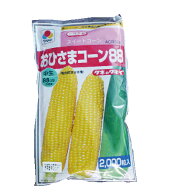 とうもろこし 種 【おひさまコーン88】 2,000粒 （ 種 野菜 野菜種子 野菜種 ）