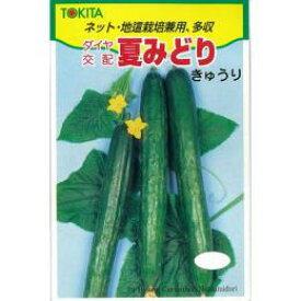 きゅうり 種 【夏みどり】 約2.5ml （ 種 野菜 野菜種子 野菜種 ） ★